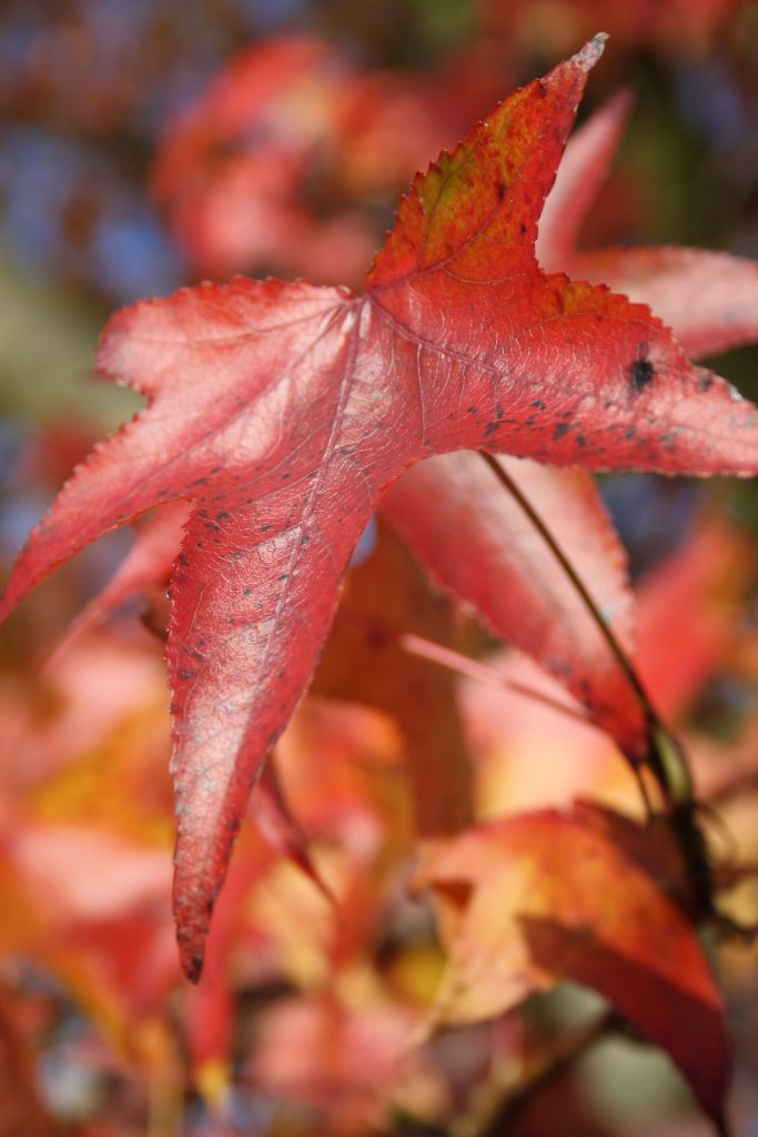 Herbst-Impressionen Herbstliche Blätter