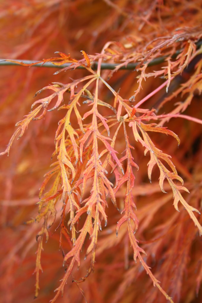 Herbst-Impressionen orange gefärbte Blätter