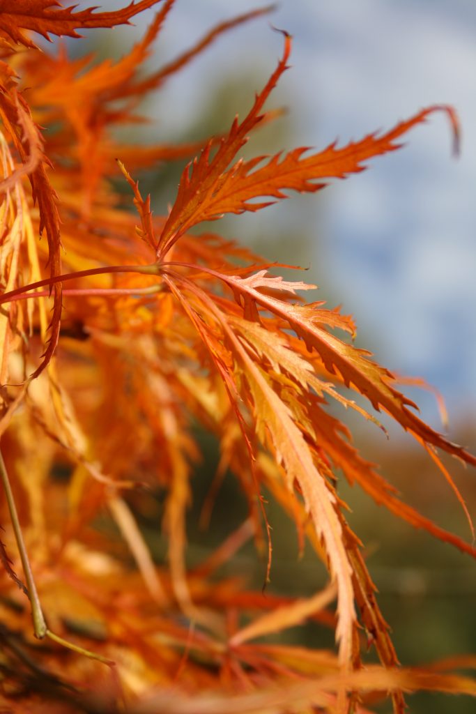 Herbst-Impressionen Orangene Blätter