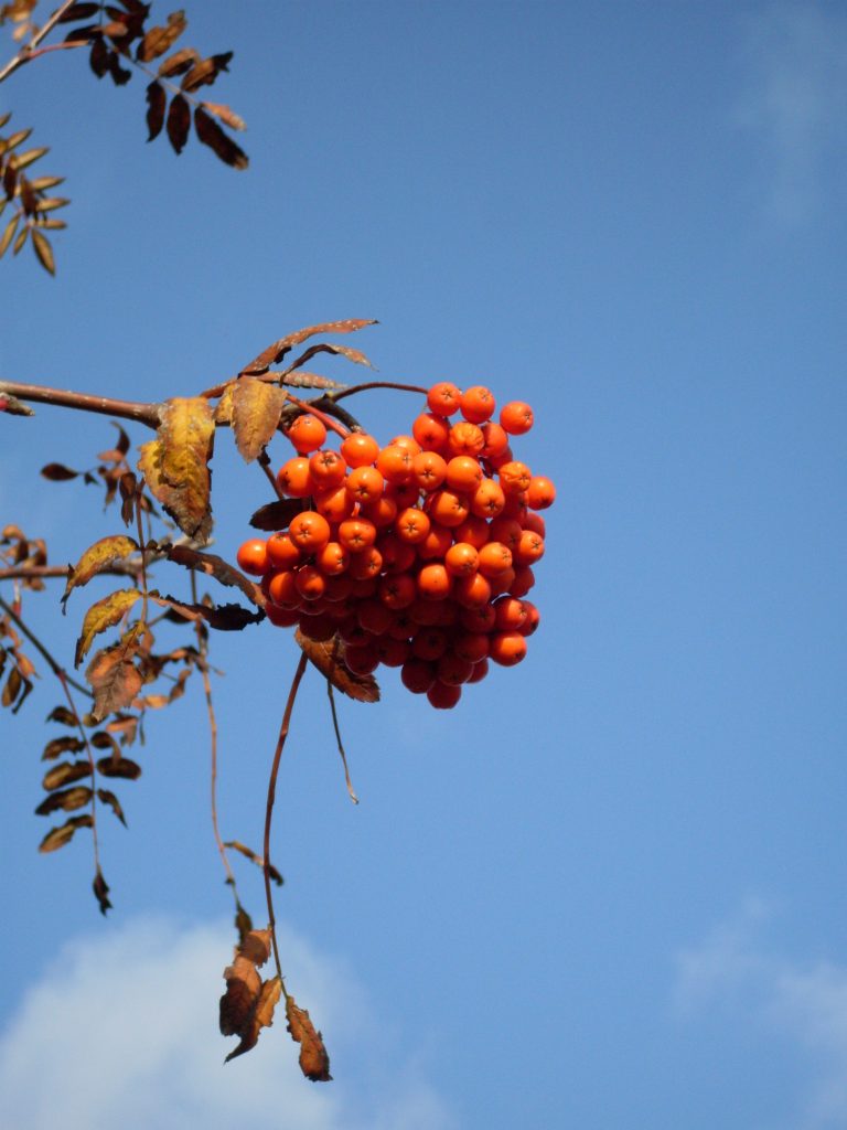 Herbst-Impression von Beeren an einem Baum