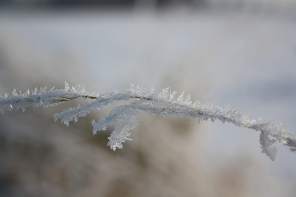 ein gefrorener Zweig in einer Makro Aufnahme.