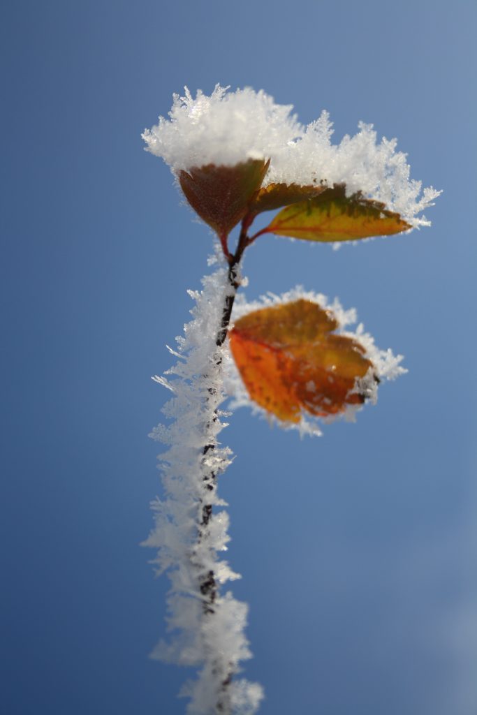 gefrorene Blätter in einer Makro Aufnahme.